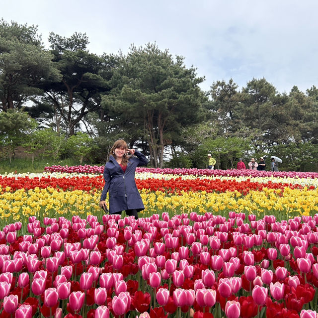 Tulips Festival in Taean