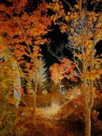 【軽井沢】避暑だけじゃない、紅葉もオススメ❣️