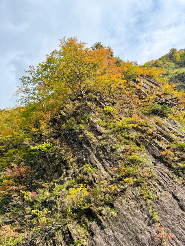 【新潟】🍁 秋の絶景！紅葉に包まれた清津峡渓谷トンネル 🍁