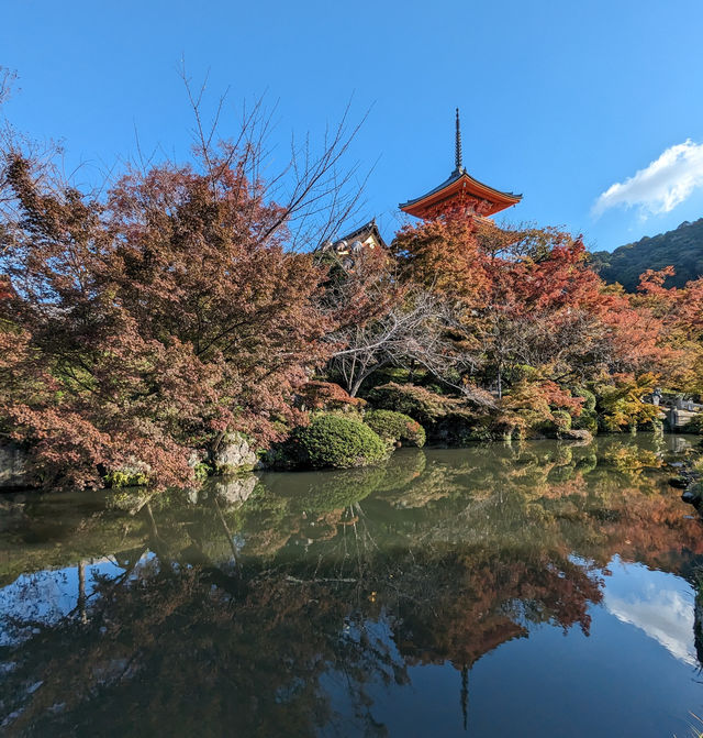 <京都 清水寺> 🇯🇵🍂名滿天下的賞楓勝地！ 