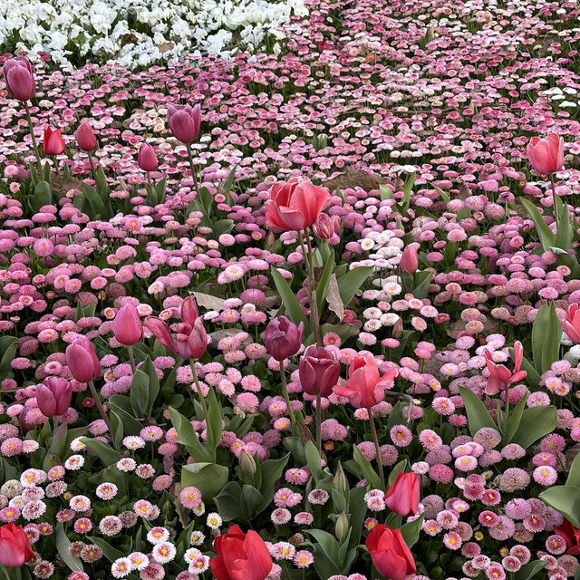 堪培拉花展好美