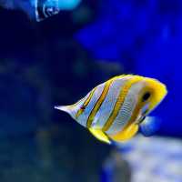 "Explore Marine Wonders at Underwater World Langkawi"