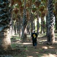 ไปเที่ยวอุโมงค์ต้นตาลที่ จ. เพชรบุรีกัน 🌴🌴