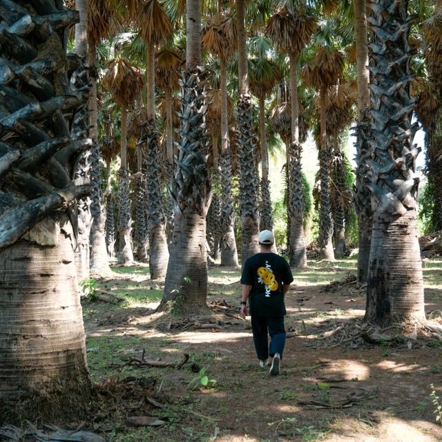ไปเที่ยวอุโมงค์ต้นตาลที่ จ. เพชรบุรีกัน 🌴🌴