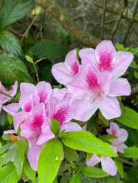 「嘉道理農場植物園春季賞杜鵑花，與大自然親密接觸」
