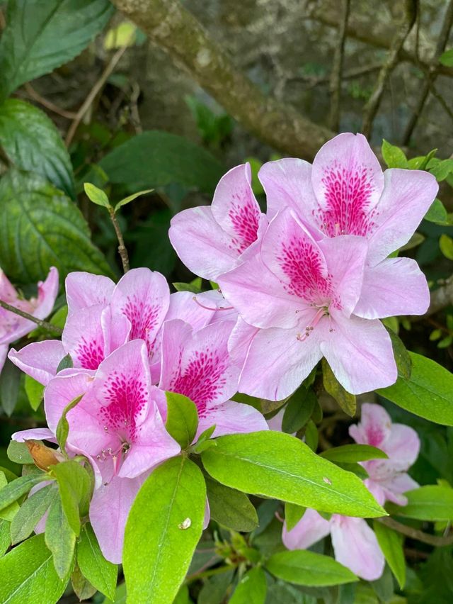 「嘉道理農場植物園春季賞杜鵑花，與大自然親密接觸」