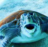 【高知】これが水族館！？海と自然のアドベンチャーミュージアム！高知県立足摺海洋館SATOUMI