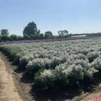 "Chiang Mai's flower farms: a feast for the eyes and a balm for the soul. Nature at its finest!