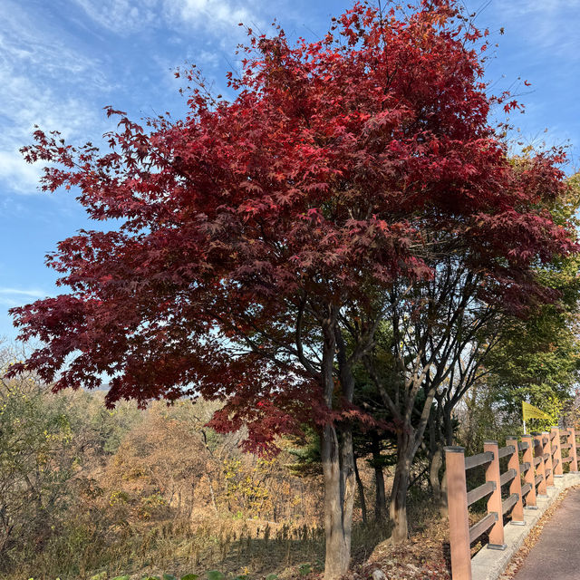 [강원도] 철원 한탄강 물윗길 트레킹♥️다녀오기