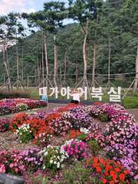 핑크코스모스 가득한 고령여행지 어북실🩷