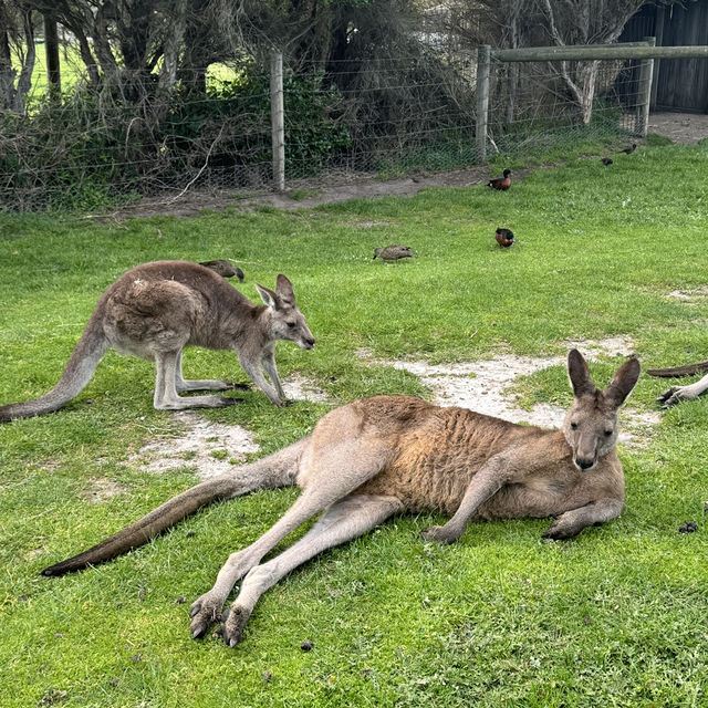  Maru Koala and Animal Park：與可愛動物相遇的夢幻之地 🐨🌿