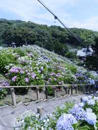 名古屋愛知縣：紫陽花之里