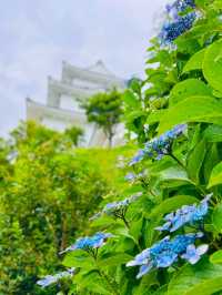 【神奈川】お城と紫陽花の風景