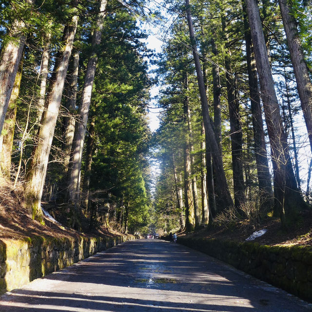Pathway to Serenity: Strolling Through Nikko’s Ancient Cedars