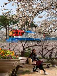 Blossoms on the Tracks: Sakura Dreams at Gyeonghwa Station