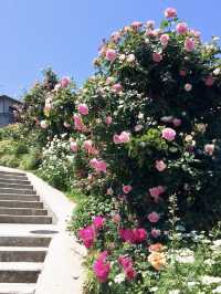 【大分】素敵なご夫婦が育てる丹精込めたバラ園🌹