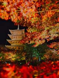 【紅葉特集】京都で建造物と紅葉のリフレクションを撮るならここ📸