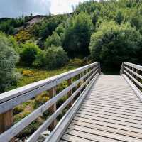 Cairngorm Reindeer Centre, Scotland