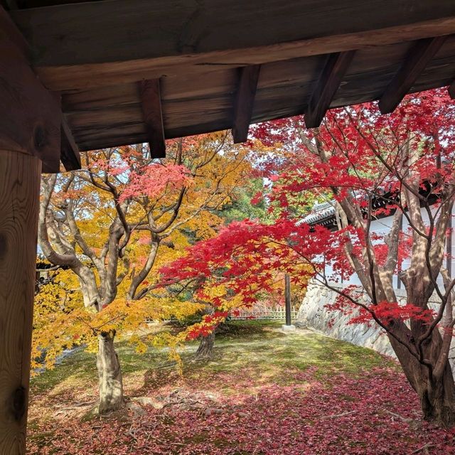 🇯🇵京都「東福寺」市區楓葉🍁頂流，楓葉之王威名當之無愧！