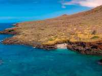 Why Animal Lovers Need to Pack Their Bags for the Galápagos 🦅