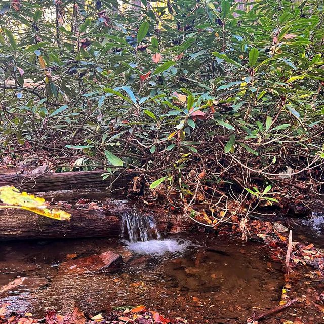 Pisgah National Forest