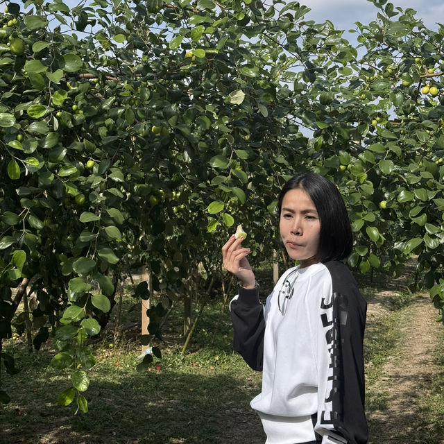สวนพุดซานมสดของแทร่ วังน้ำเขียว🍏
