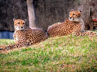 Experience a fun-filled day with a combination of wildlife, nature, and adventure.