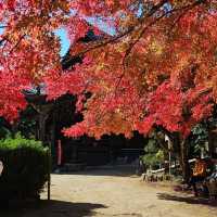 日本紅楓季秘境，漫步書寫山。