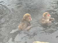 A Magical Encounter at Snow Monkey Park, Japan