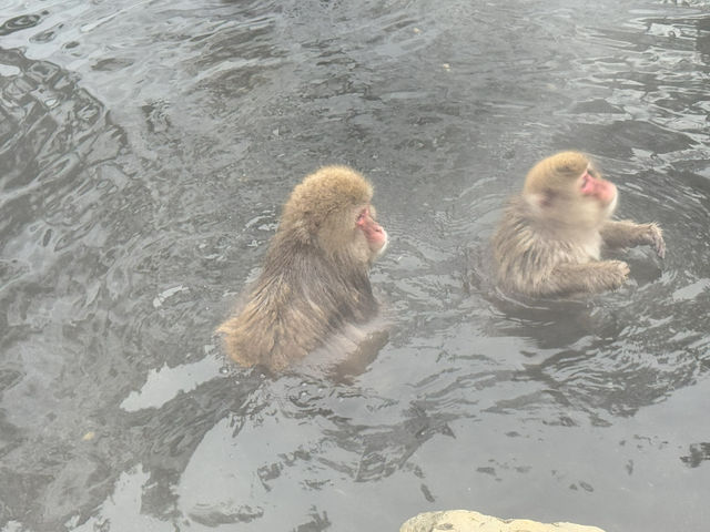 A Magical Encounter at Snow Monkey Park, Japan