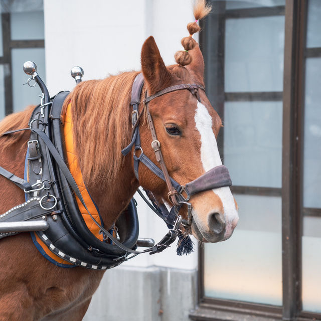 【青森】馬車でぐるっとお散歩🐴青森屋