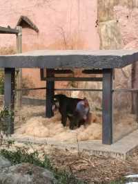 首爾親子遊 - 首爾動物園