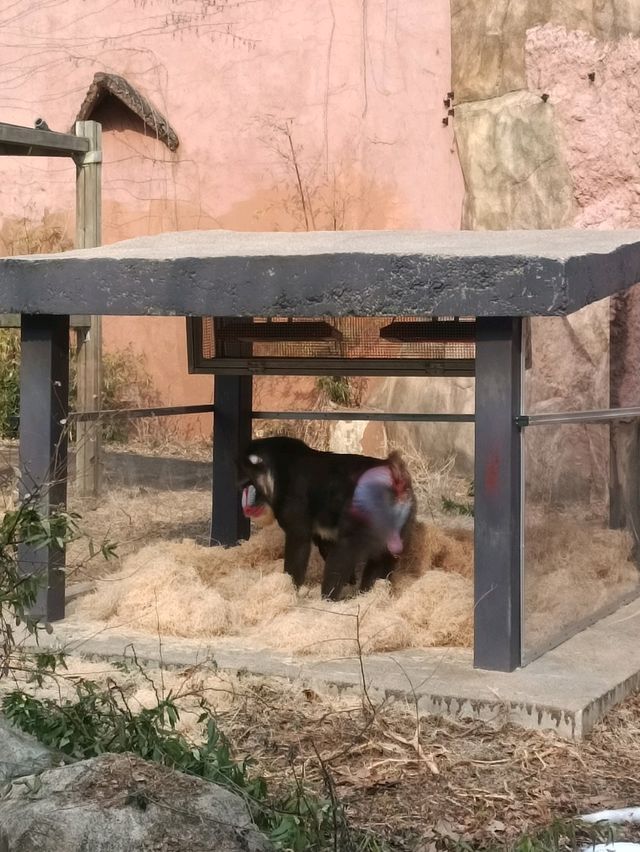 首爾親子遊 - 首爾動物園