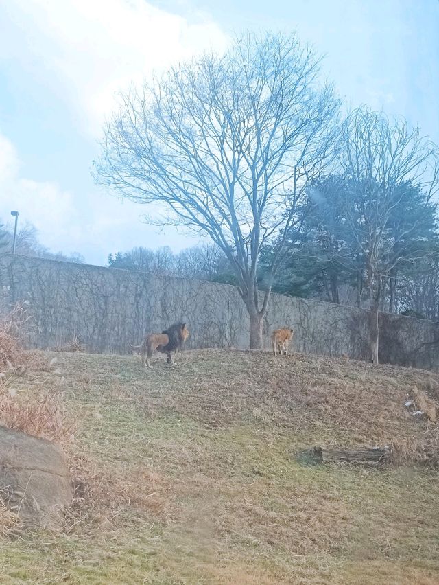 首爾親子遊 - 首爾動物園