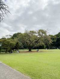 Shinjuku Gyoen National Garden สวนที่ควรมา