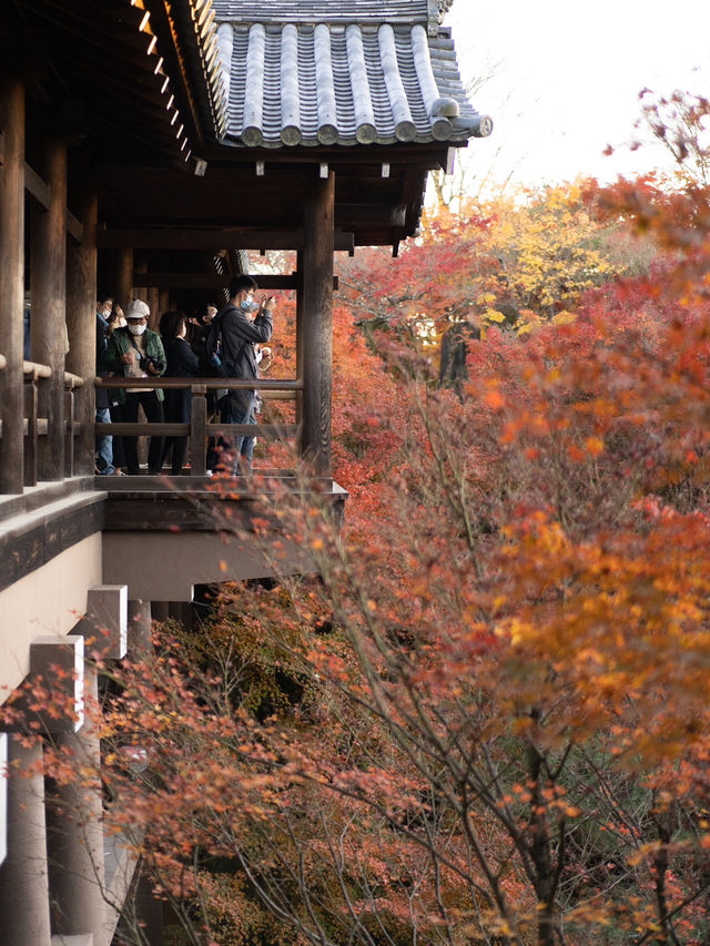 🍁 秋の東福寺で心癒されるひとときを ✨