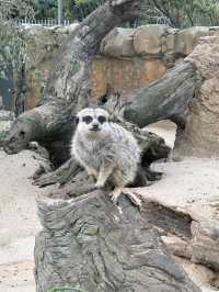 Let's go to Melbourne Zoo 