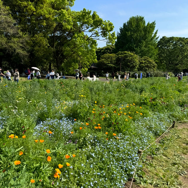 都内とは思えないほど美しい自然に出会える大きな公園、昭和記念公園😍❤️