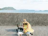 【香川】猫島でまったりネコちゃんと触れ合う贅沢旅