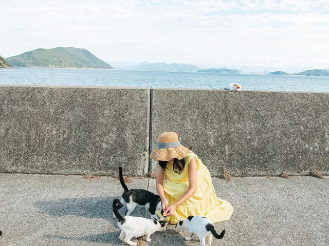 【香川】猫島でまったりネコちゃんと触れ合う贅沢旅