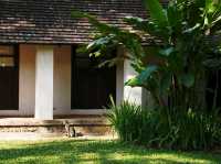 200年的樹@Tamarind Village