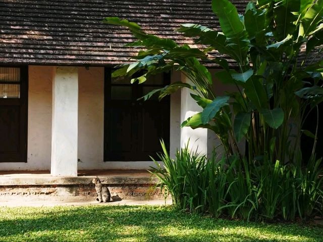 200年的樹@Tamarind Village