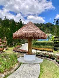 Hues of Winter at Betong Flower Garden