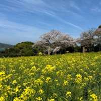 能古島：花海裡藏著時光膠囊