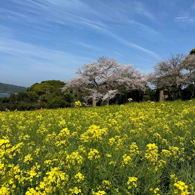 能古島：花海裡藏著時光膠囊