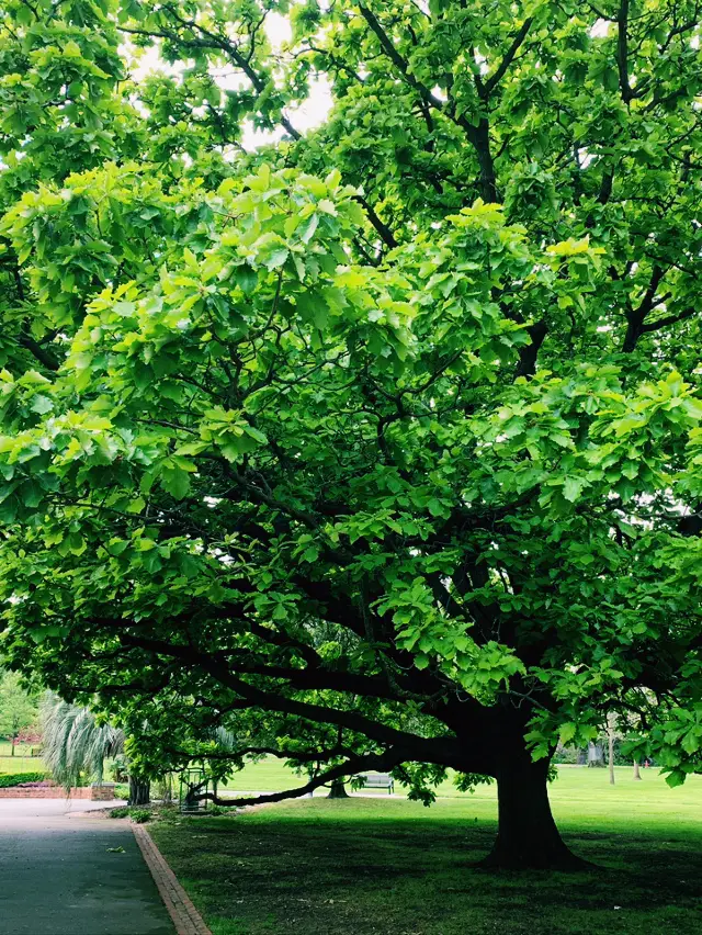 Fitzroy Gardens: Melbourne’s Green Oasis