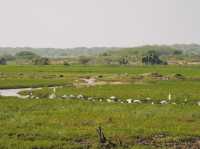 A Full-Day Safari in Yala National Park
