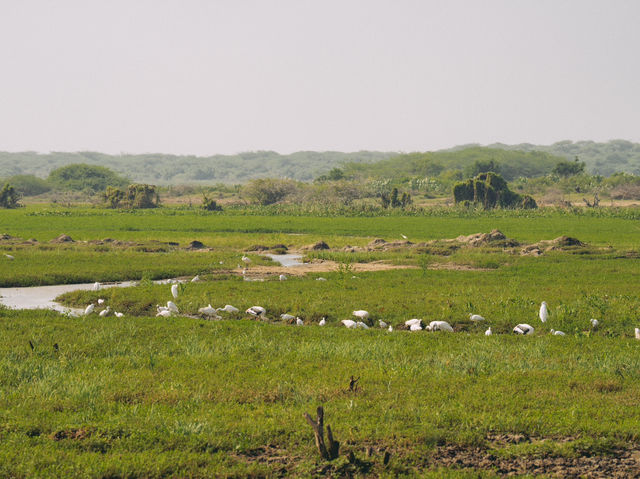 A Full-Day Safari in Yala National Park