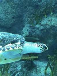 The Beauty of the Deep: A Relaxing Escape at S.E.A. Aquarium