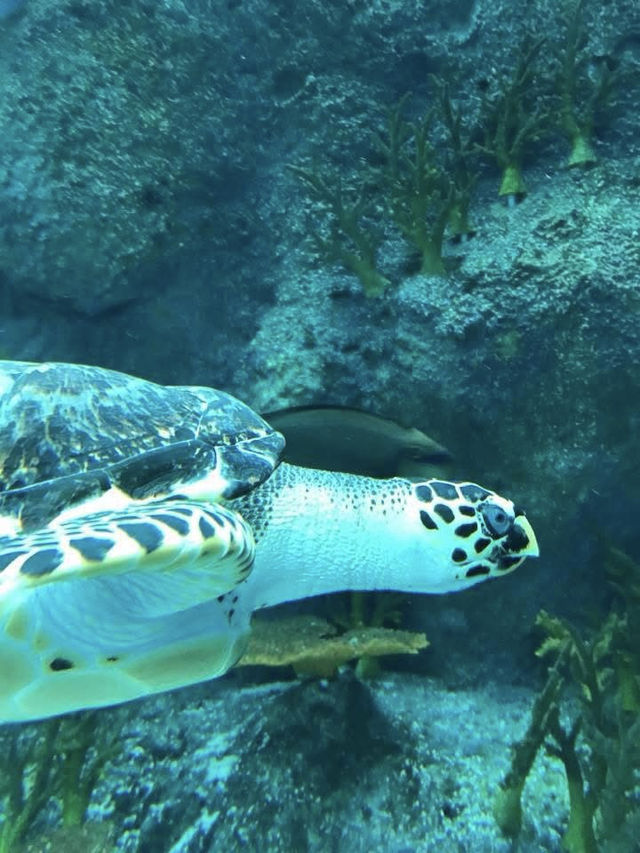 The Beauty of the Deep: A Relaxing Escape at S.E.A. Aquarium